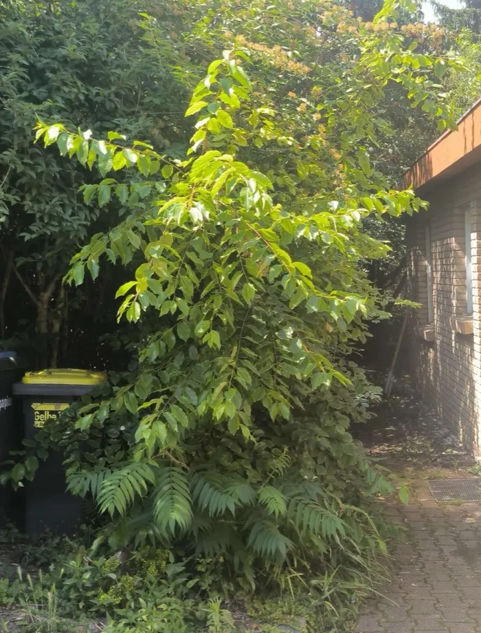 Stellplatz vorher – verwilderter Baum am Mülltonnen-Platz
